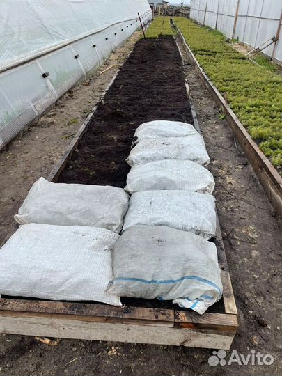 Сеянцы ели окс от производителя