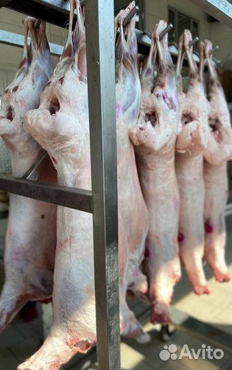 Мясо баранина тушки ягнят