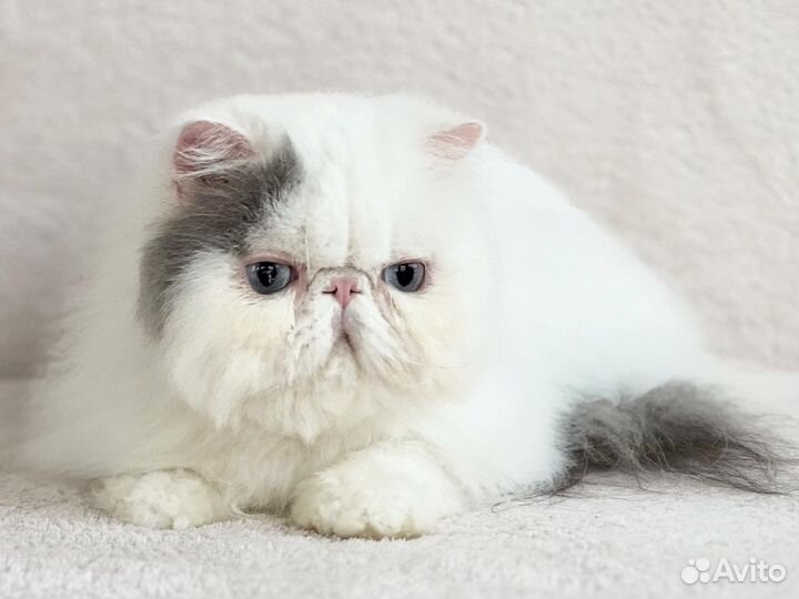 Персидский котик