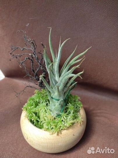 Тилландсия атмосферная Новое поступление