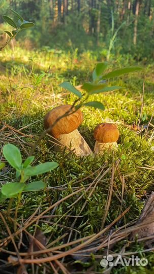 Грибы белые в наличии свежие