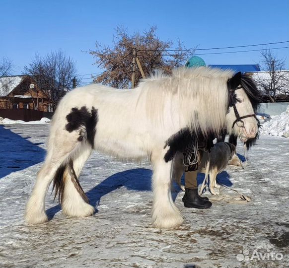Лошадь тинкер