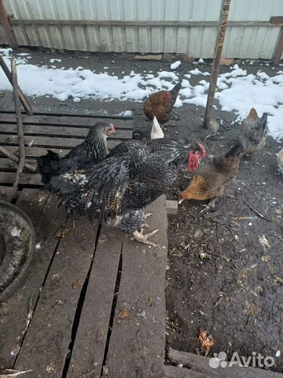 Петух мехеленская кукушка