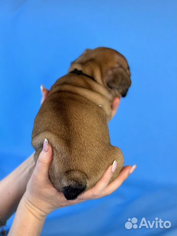Французский бульдог щенок объявление продам