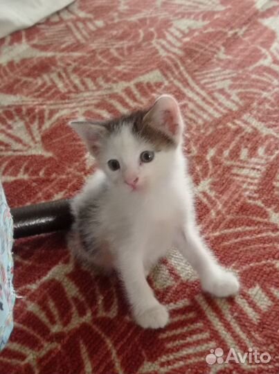 Кошка в дар бесплатно