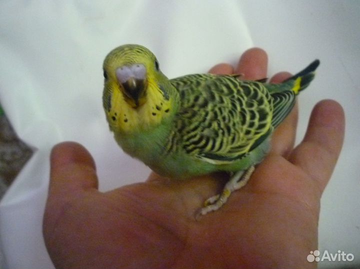 Волнистые малыши домашнего разведения