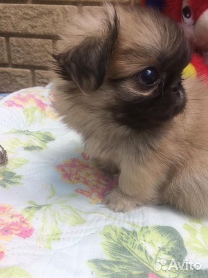 Щенки пекинеса