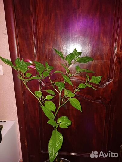 Каролина рипер красная