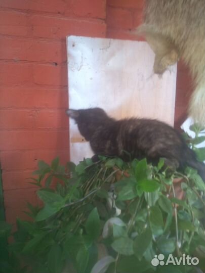 Котята в добрые руки бесплатно