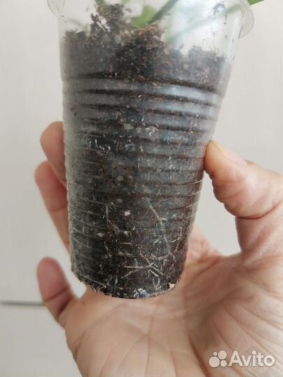 Пеларгония герань