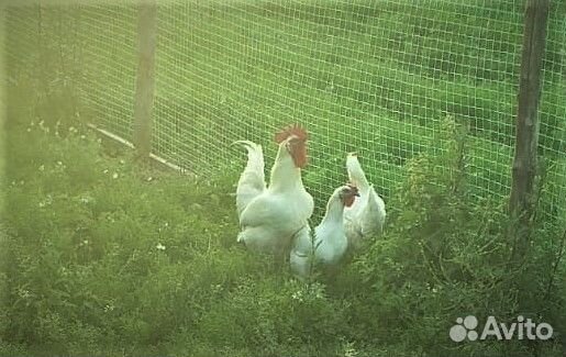 Цыплята от породистых кур. Гусята