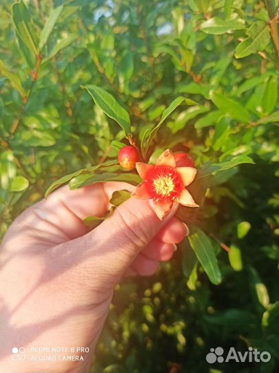 Саженцы граната