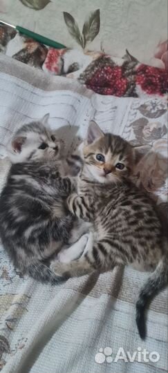 Шотландская кошка