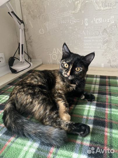 Кошка в дар