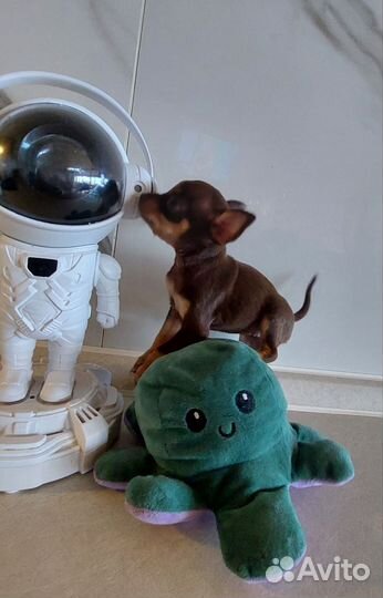 Мини той-терьер