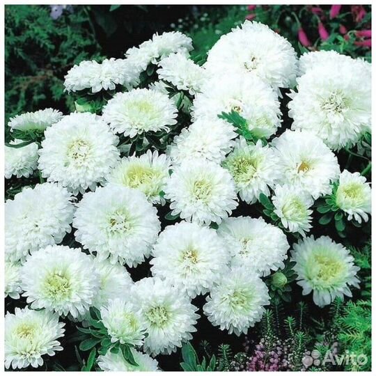 Астра низкорослая