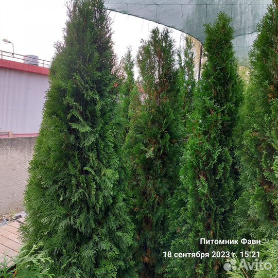 Туя Западная Смарагд 200-220