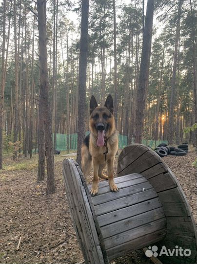 Ошейник удавка контроллер