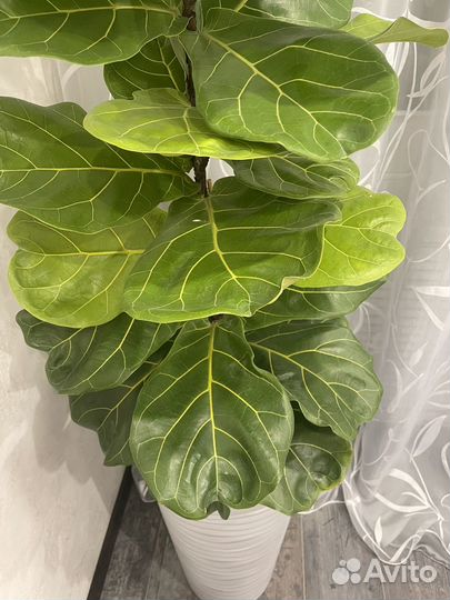 Фикус лирата