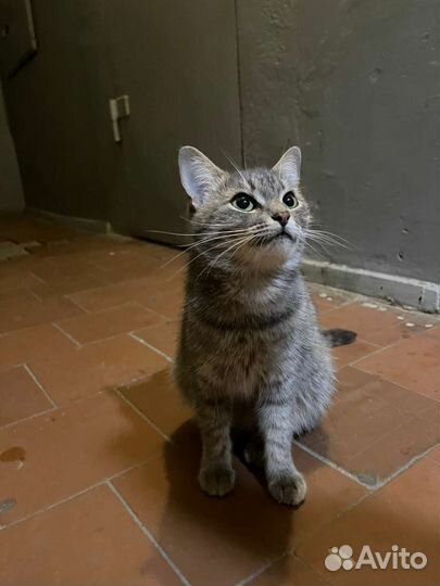 Кошка в дар бесплатно