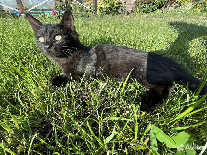 Отдам в добрые руки котят