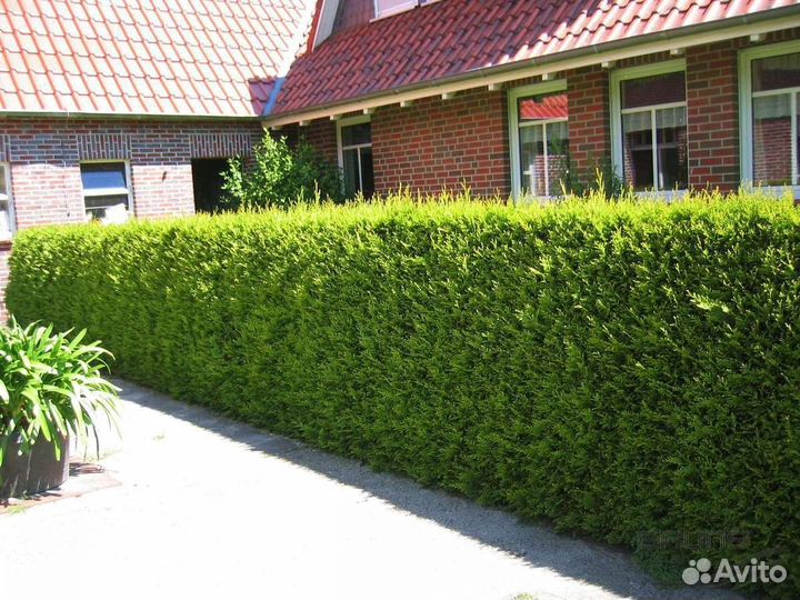 Туя брабанттуя Брабант