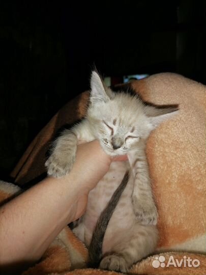 Кошка в дар бесплатно