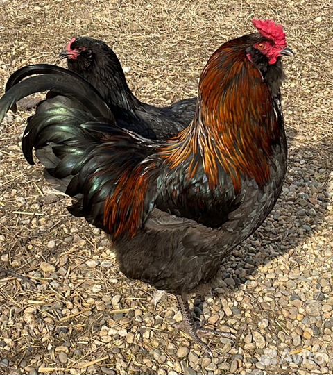 Инкубационное пасхальное цветное яйцо Адыгея Козет