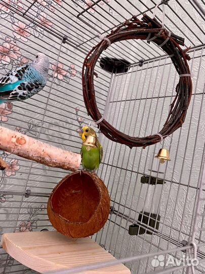 Волнистый попугай (самка и самец)