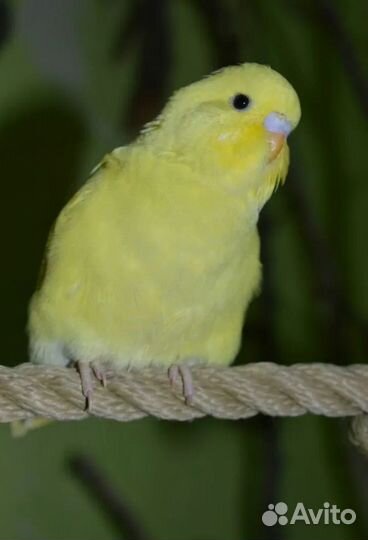 Волнистый попугай