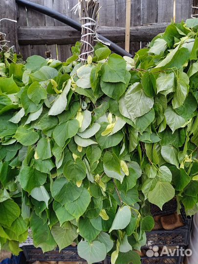 Веники для бани