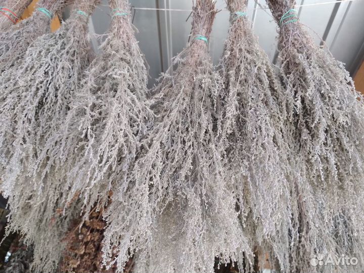 Полынь крымская таврическая серебристая пучки 2022