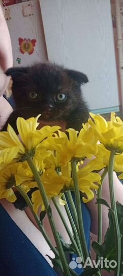 Британская