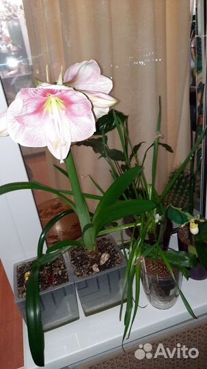 Гиппиаструм детка