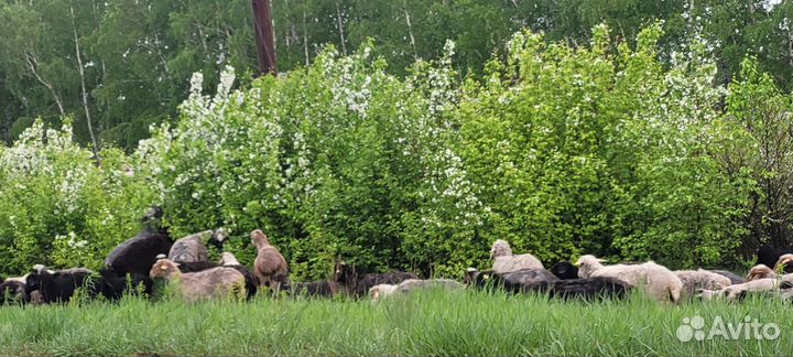 Овцы баранчики ярки