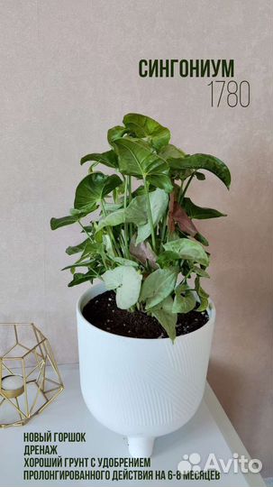 Горшечные комнатные цветы