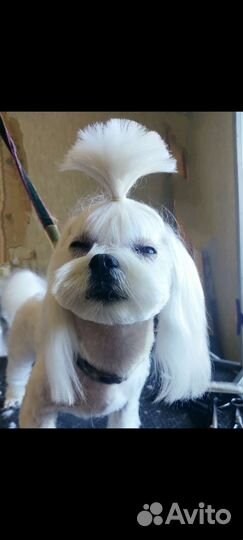 Cтрижка,тримминг(щипка) собак заволга