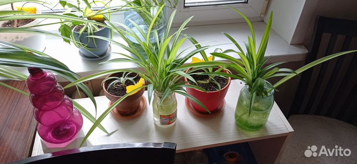 Отдам в дар растения Хлорофитум