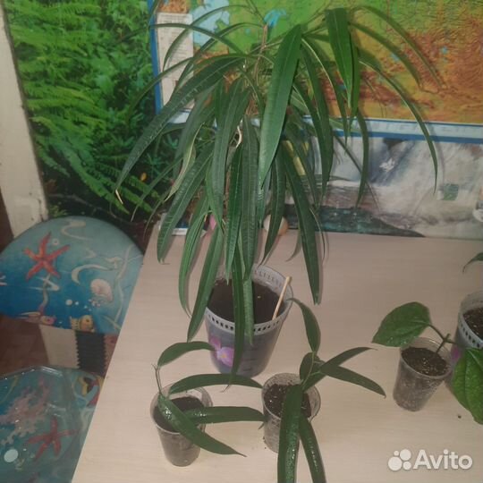 Фикус Али, Педилантус, Кит. Роза