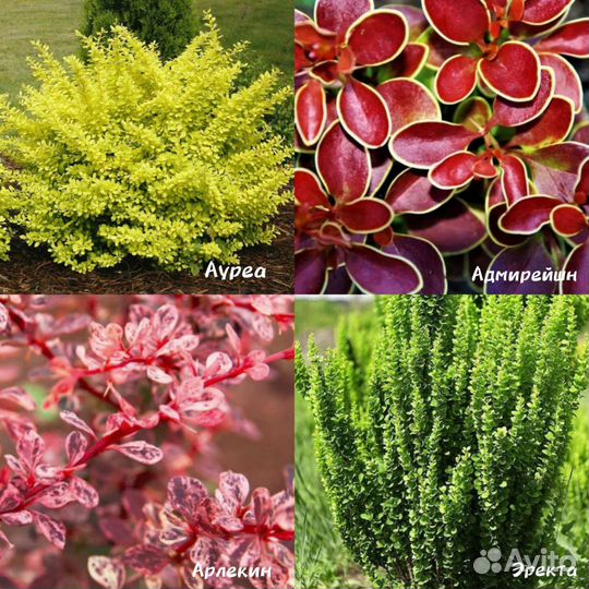 Барбарисы разные сортовые