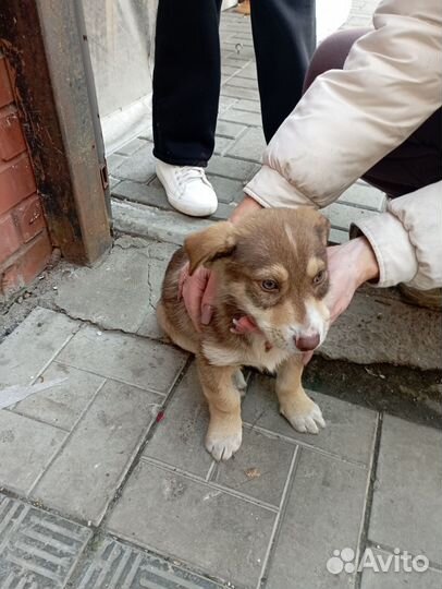 Щенок в добрые руки