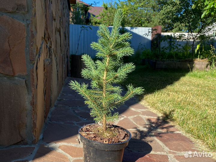 Ель глаука колючая