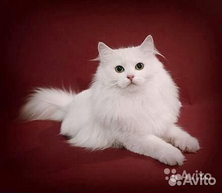Котята для дома или дачи быстрая доставка
