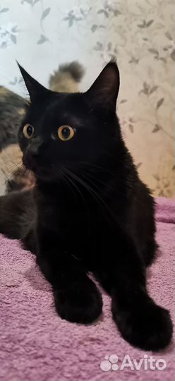 Черная кошка Шеба в дар