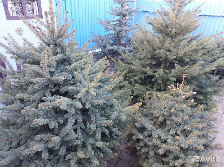 Ель 0.8м