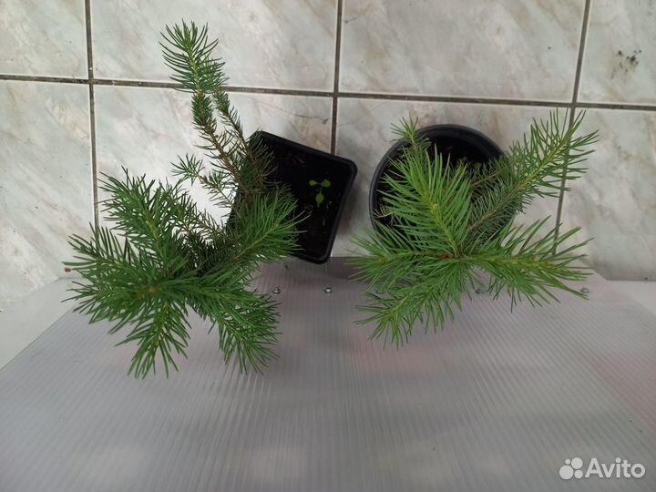 Саженцы кедра
