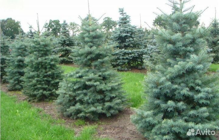 Пихта конколор
