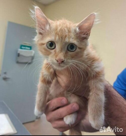 Рыжий котенок много разных в добрые руки