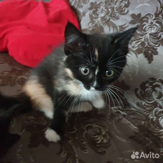 Кошки в добрые руки
