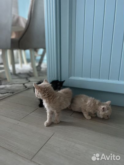 Котята в добрые руки даром